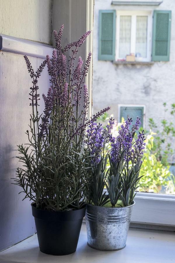 Casa Angiolina - Holidays - Dolce Letargo Apartment